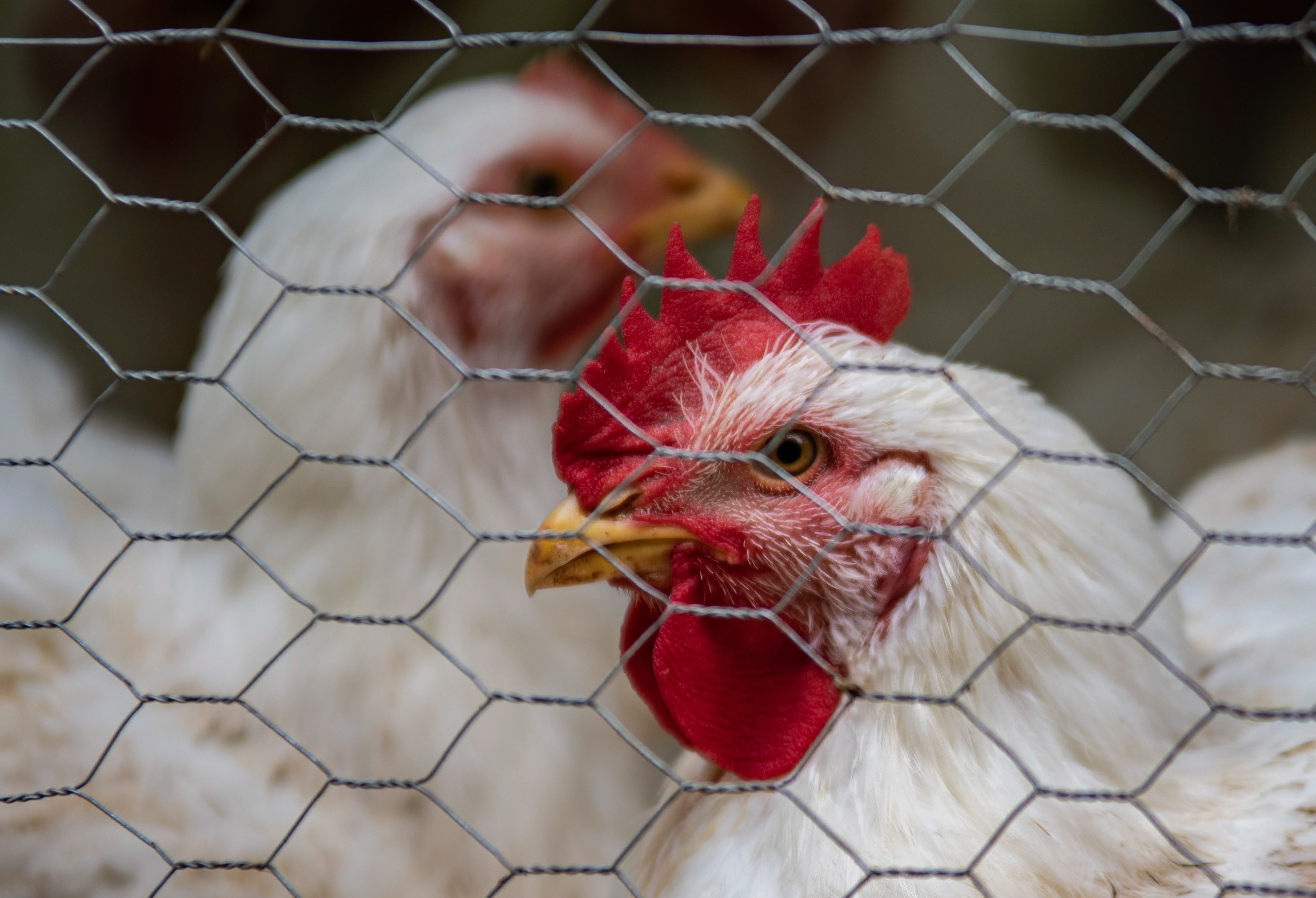 The Independent Chicken